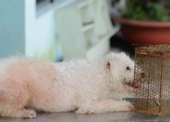 Logran erradicar el cáncer con metástasis en perros y ratones