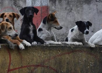 Muere hombre tras ataque de jauría en Chiconcuac