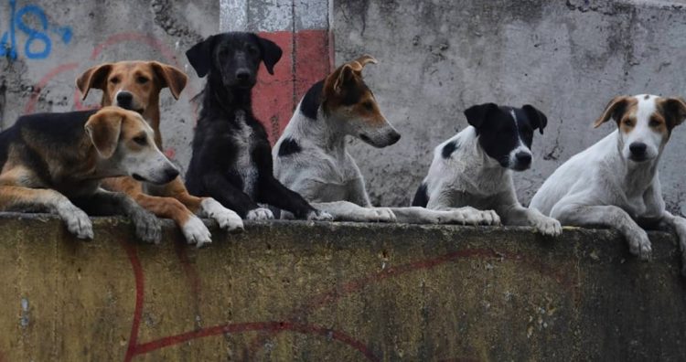 Muere hombre tras ataque de jauría en Chiconcuac