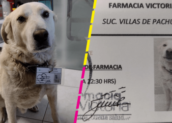 Farmacia contrata a perrito como jefe de seguridad