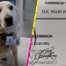 Farmacia contrata a perrito como jefe de seguridad