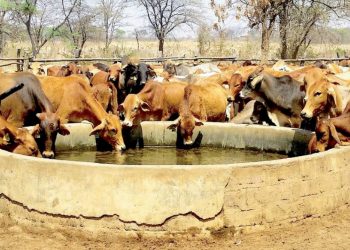 El campo está bendecido por lluvias y presas llenas
