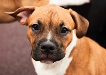 Un policía acribilla a tiros a un cachorro que se le acercó «por curiosidad»