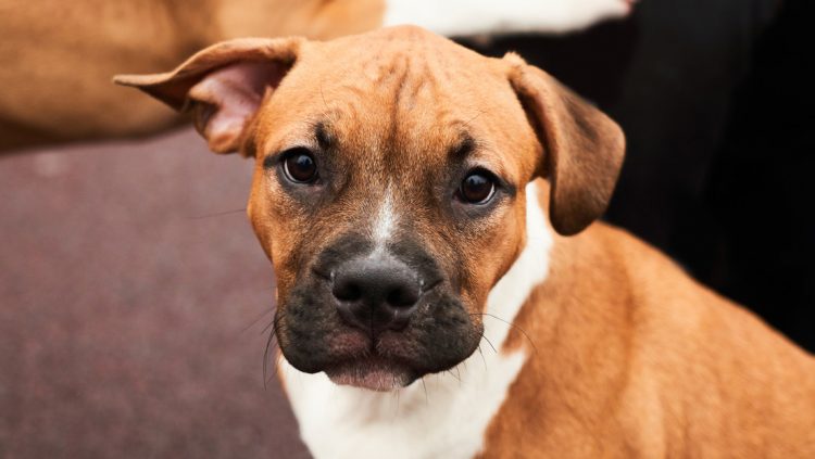 Un policía acribilla a tiros a un cachorro que se le acercó «por curiosidad»