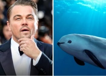 Leonardo Di Caprio contra el gobierno de AMLO por no proteger a la vaquita marina