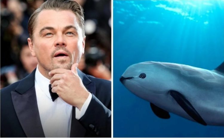Leonardo Di Caprio contra el gobierno de AMLO por no proteger a la vaquita marina