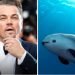 Leonardo Di Caprio contra el gobierno de AMLO por no proteger a la vaquita marina