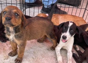 Urgen más adopciones en APA