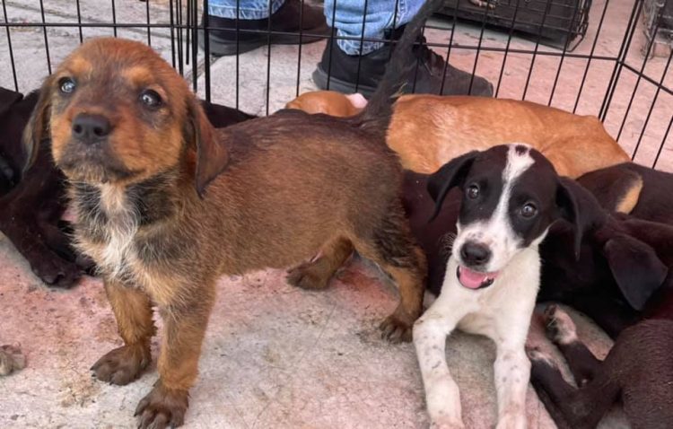 Urgen más adopciones en APA