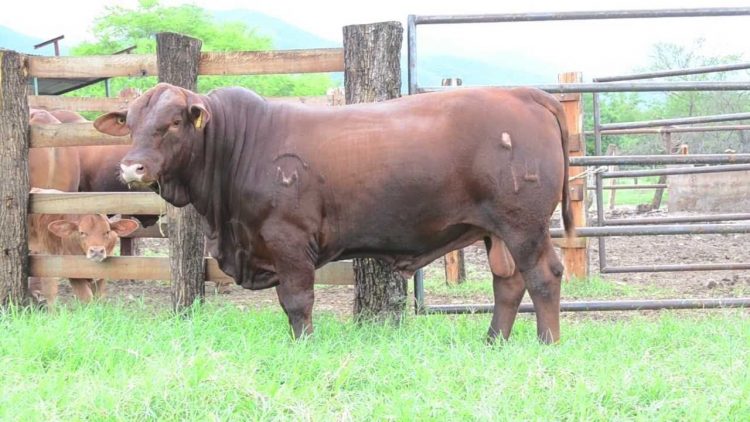 Canceló la pandemia la venta y exposición de sementales