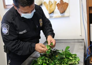 Detecta CBP rara plaga mexicana en cargamento de flores cortadas