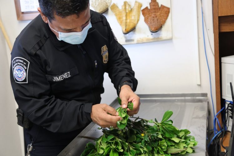 Detecta CBP rara plaga mexicana en cargamento de flores cortadas