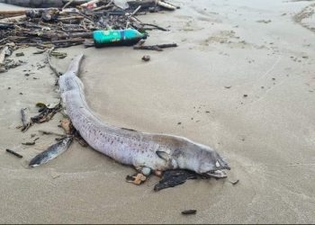 Aparecen peces extraños en el río Pánuco tras cresta y palizada