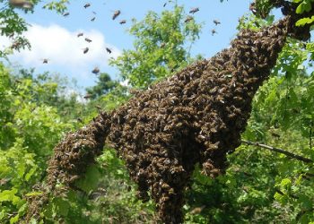 Bajan las solicitudes de retiro de panales