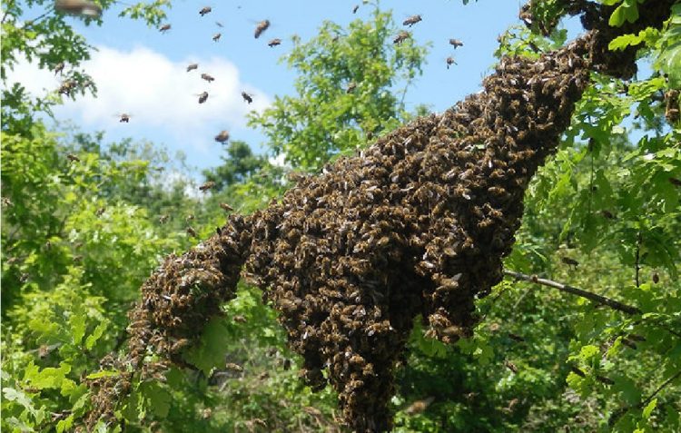 Bajan las solicitudes de retiro de panales