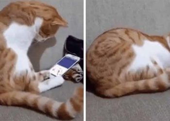 Gato mira último video de su difunto dueño y abraza el celular