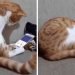 Gato mira último video de su difunto dueño y abraza el celular