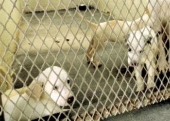 Proyecta APA campaña de esterilización a bajo costo