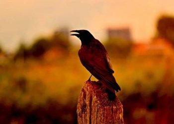 La misteriosa »lluvia» de cuervos muertos que aterroriza a Rusia