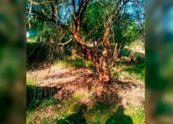 Menor despierta y encuentra a su madre ahorcada de un mezquite en Valle Hermoso