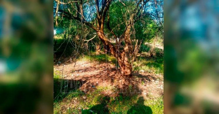 Menor despierta y encuentra a su madre ahorcada de un mezquite en Valle Hermoso