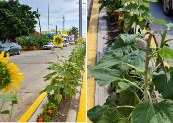 No duraron una semana: roban girasoles plantados en calles de Coatza
