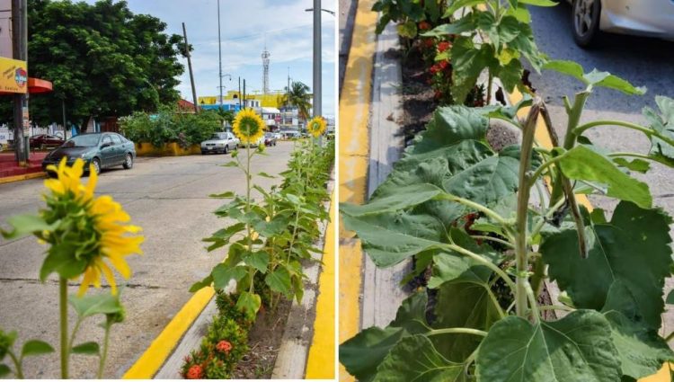 No duraron una semana: roban girasoles plantados en calles de Coatza