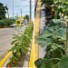 No duraron una semana: roban girasoles plantados en calles de Coatza