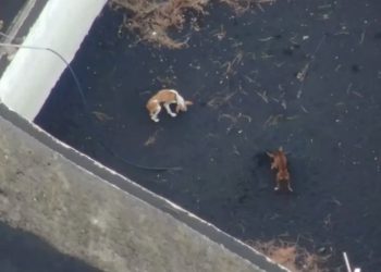 Perros quedan atrapados por lava de volcán en La Palma; los alimentan con drones