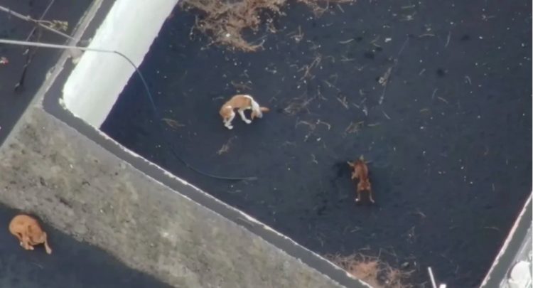 Perros quedan atrapados por lava de volcán en La Palma; los alimentan con drones