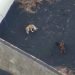 Perros quedan atrapados por lava de volcán en La Palma; los alimentan con drones