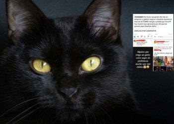 ¡Cuidado! Rescatistas advierten de adopción de gatos negros para rituales durante octubre
