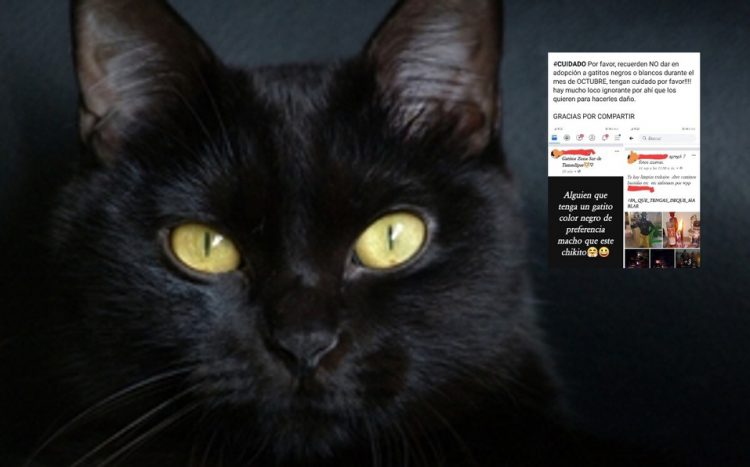 ¡Cuidado! Rescatistas advierten de adopción de gatos negros para rituales durante octubre