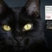 ¡Cuidado! Rescatistas advierten de adopción de gatos negros para rituales durante octubre