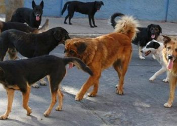 ¡Regresó el Chupacabras! Encuentran a perros con los intestinos extirpados