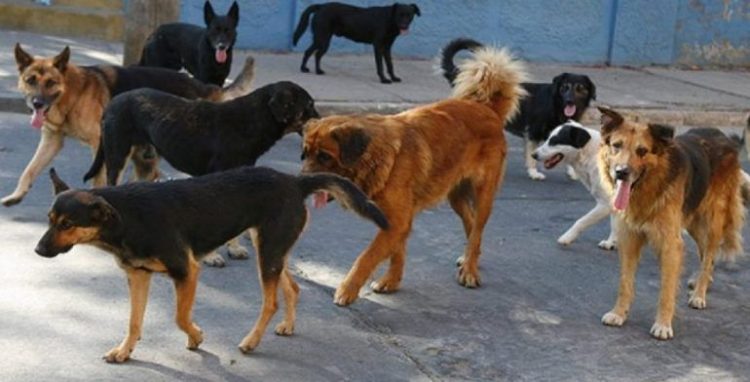 ¡Regresó el Chupacabras! Encuentran a perros con los intestinos extirpados