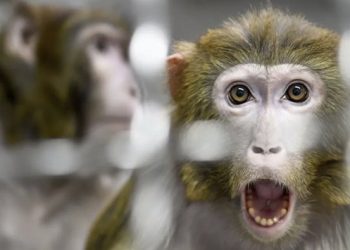 Mono lanza un ladrillo desde segundo piso y mata a un hombre en la India