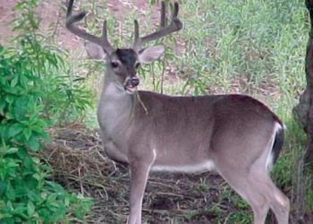 Inicia temporada de cacería de venado texano 2021-2022