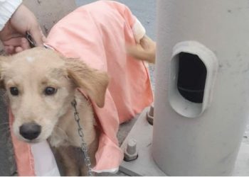 Perrito es rescatado de puente de Reservas