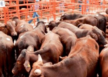 La exportación de ganado es ‘castigada’