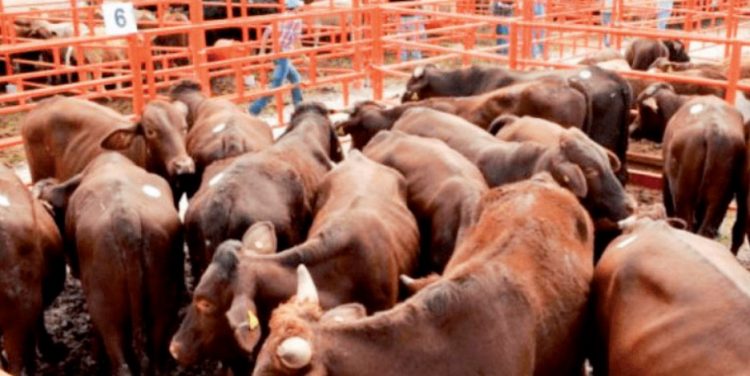 La exportación de ganado es ‘castigada’