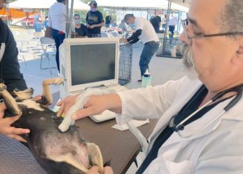 Un éxito, la brigada gratuita municipal sobre Salud Animal
