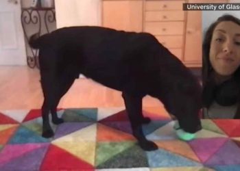 DogPhone: el dispositivo que permite que los perros hagan videollamadas