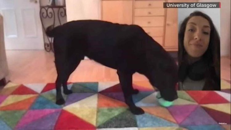 DogPhone: el dispositivo que permite que los perros hagan videollamadas