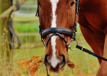 Dictan una orden de restricción contra una mujer de 67 años por alimentar reiteradamente a un caballo que parecía «triste»