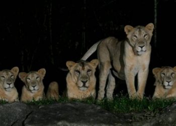 Leones dan positivo en pruebas de detección del coronavirus en Singapur