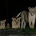 Leones dan positivo en pruebas de detección del coronavirus en Singapur