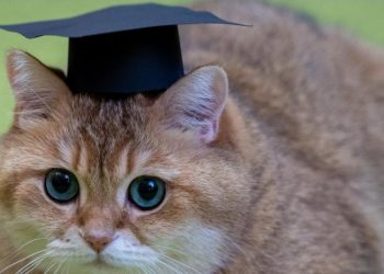 Crean el primer ‘kínder para gatos’ en Ecuador; pueden graduarse con honores