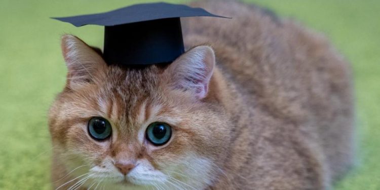 Crean el primer ‘kínder para gatos’ en Ecuador; pueden graduarse con honores