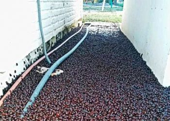 VIDEO | Millones de escarabajos invaden todo un pueblo en Argentina